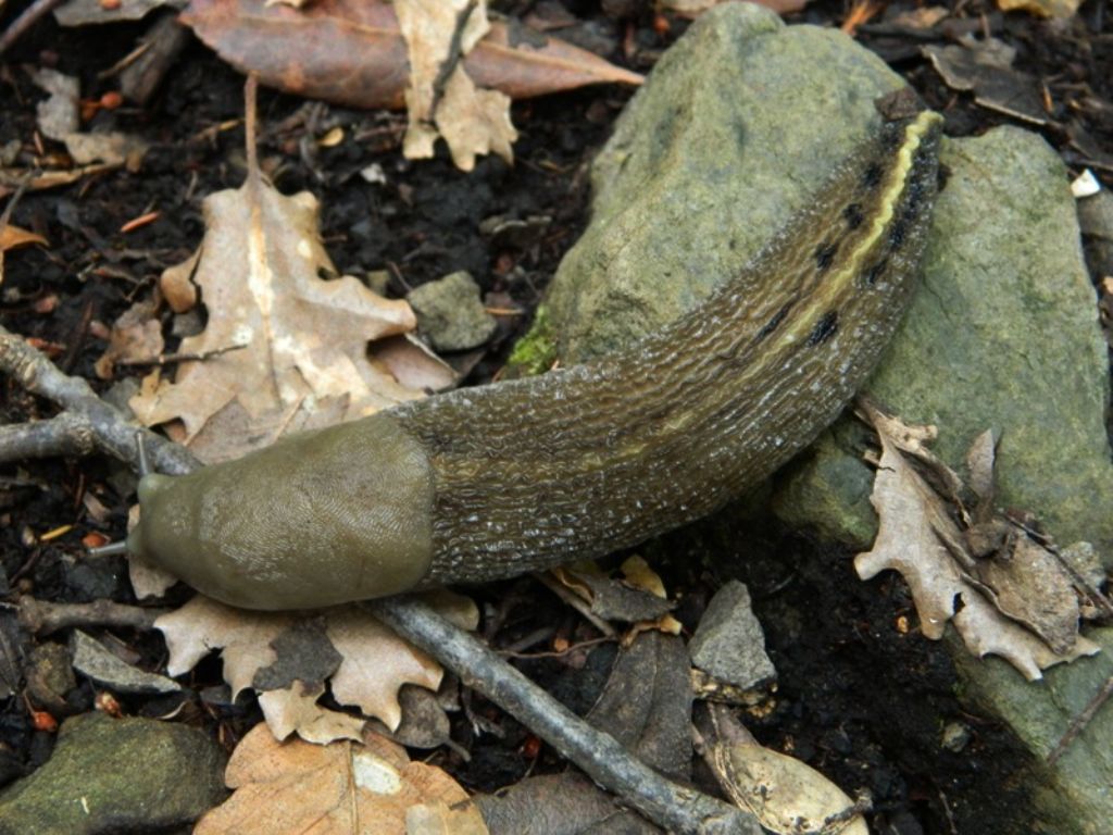 Limax aldrovandi Moquin-Tandon 1855 da Fosdinovo (MS)
